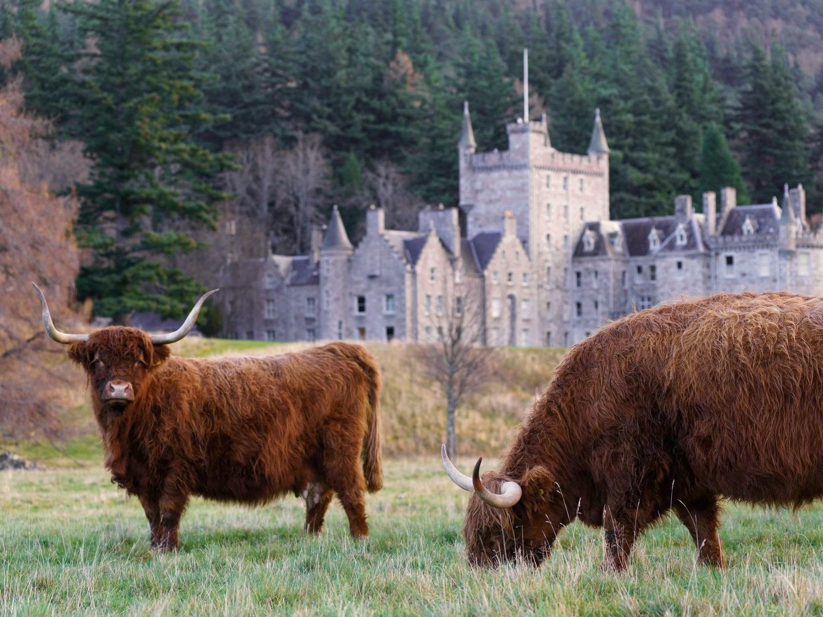 Highland cattle grazing in front of Braemar Castle