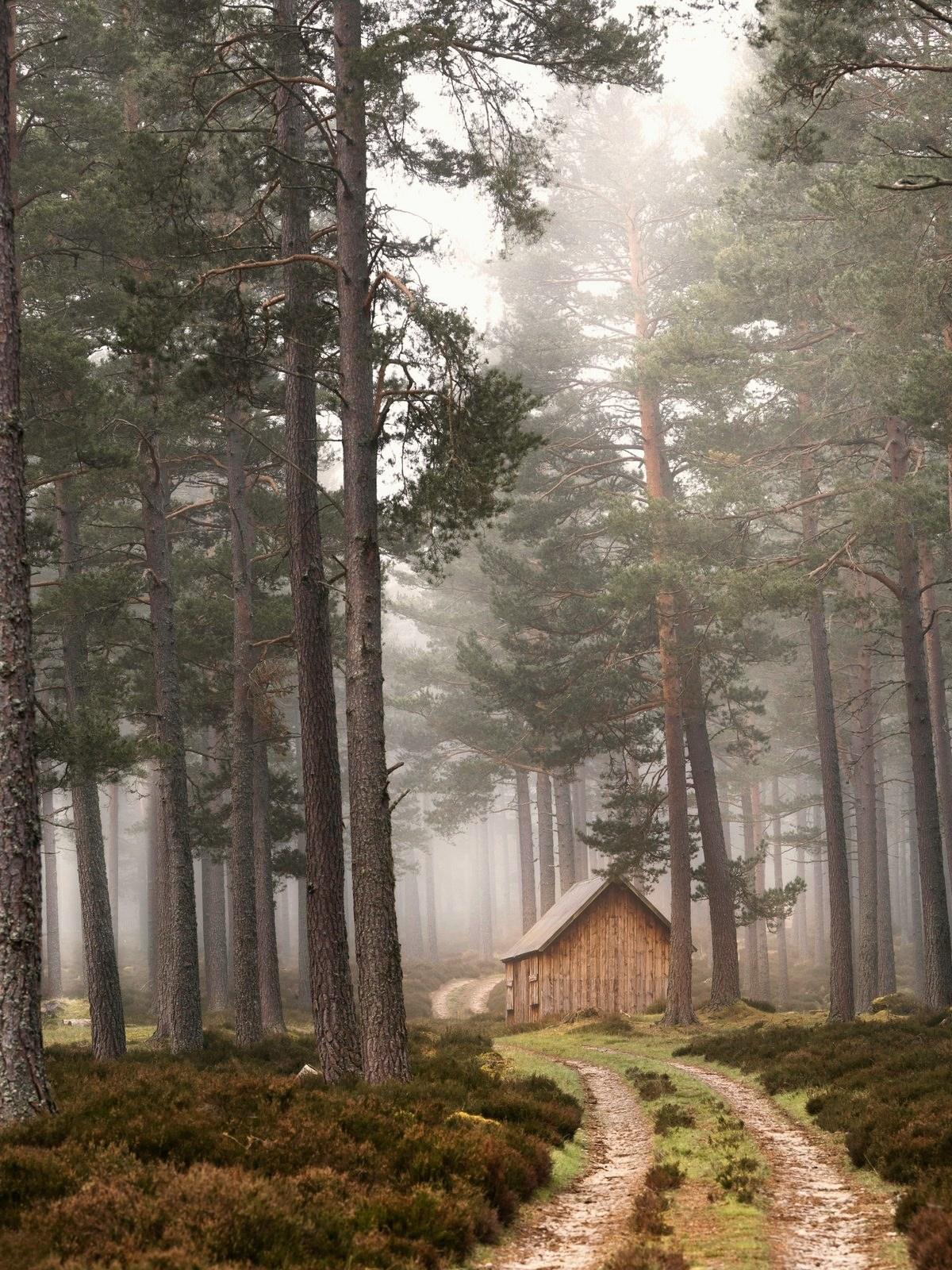 Cabin in the misty pine forest