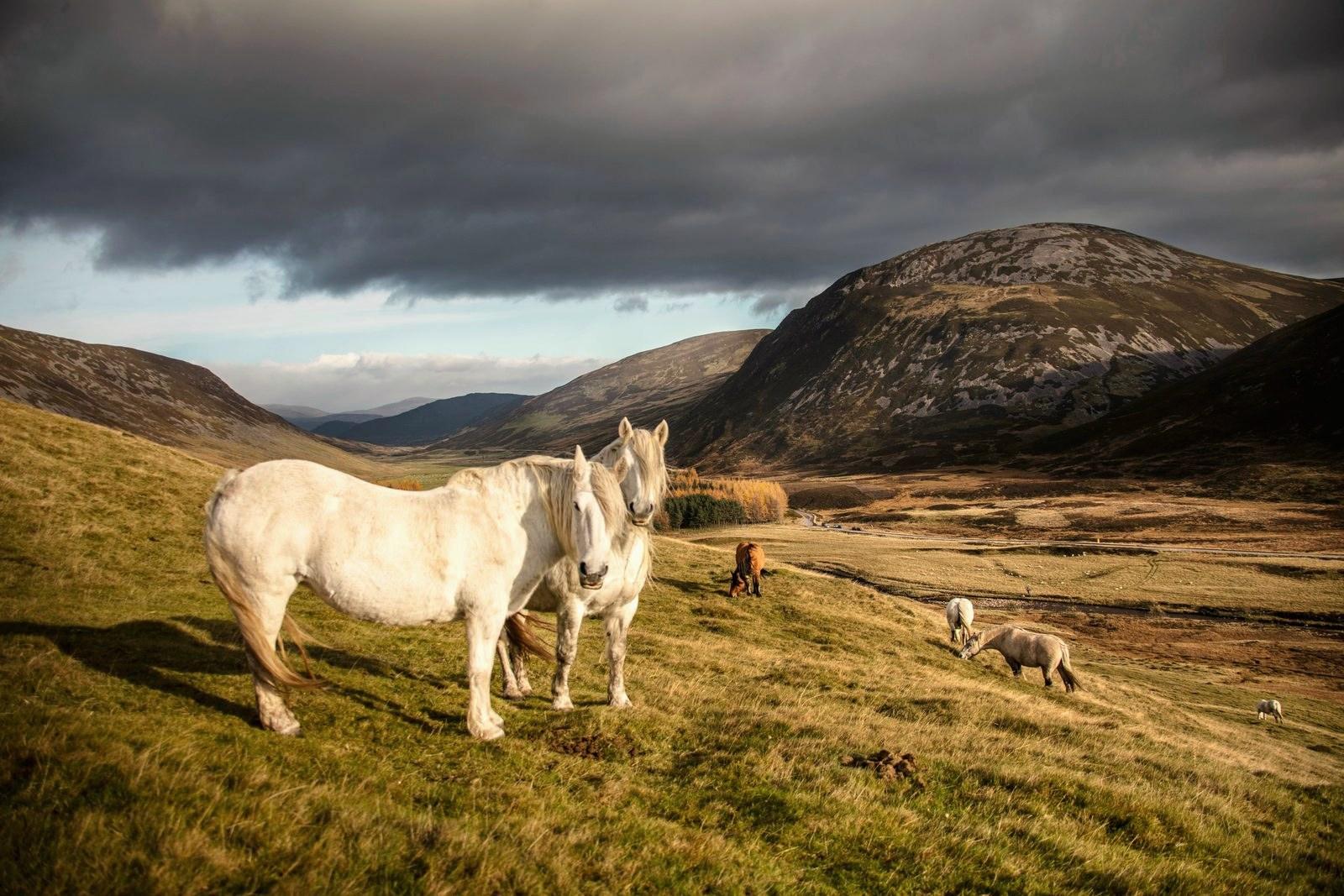 White ponies grazing in a Highland glen