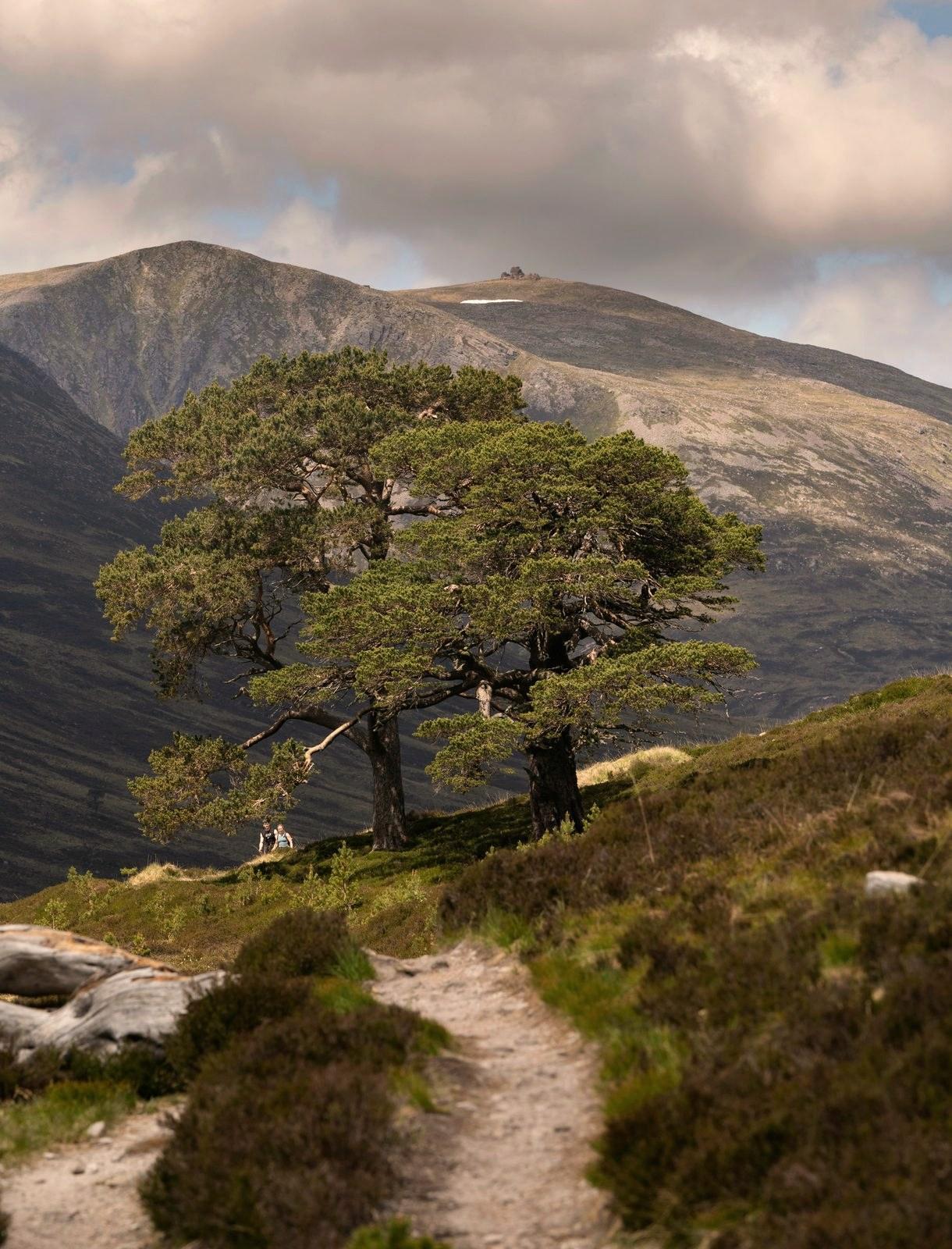Old Scots pines beside a hill path