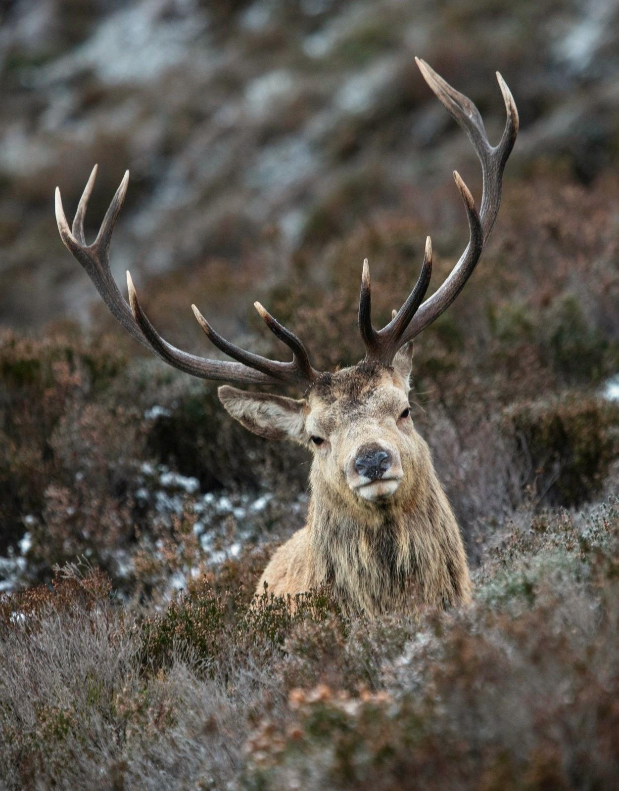 Red deer stag in the heather